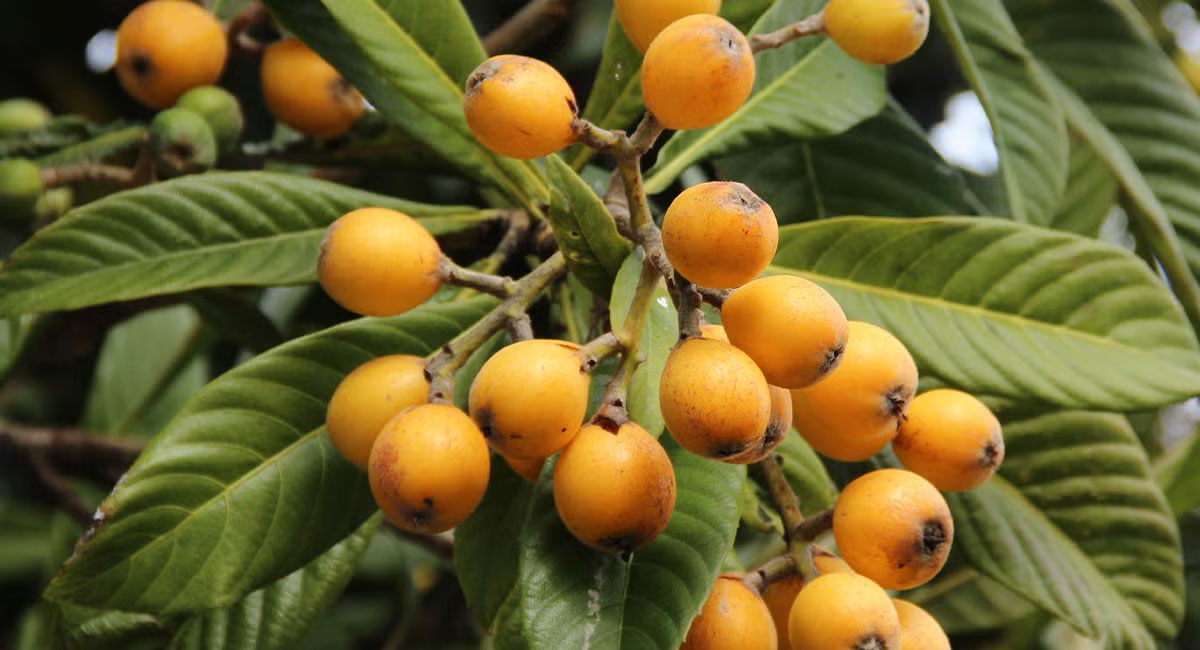 loquats-5-health-benefits