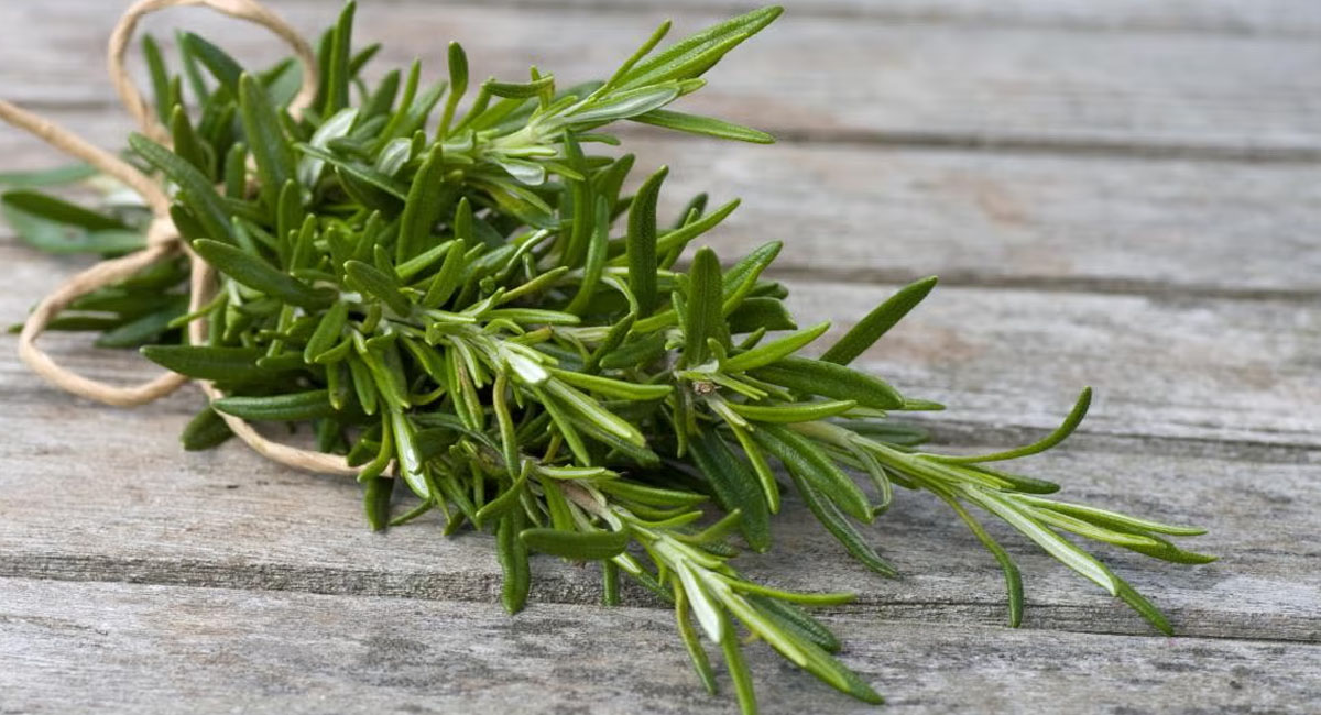 the-health-benefits-of-rosemary-herb-and-tea