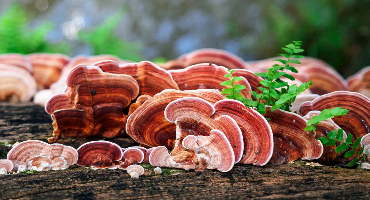 the-main-components-and-health-benefits-of-ganoderma
